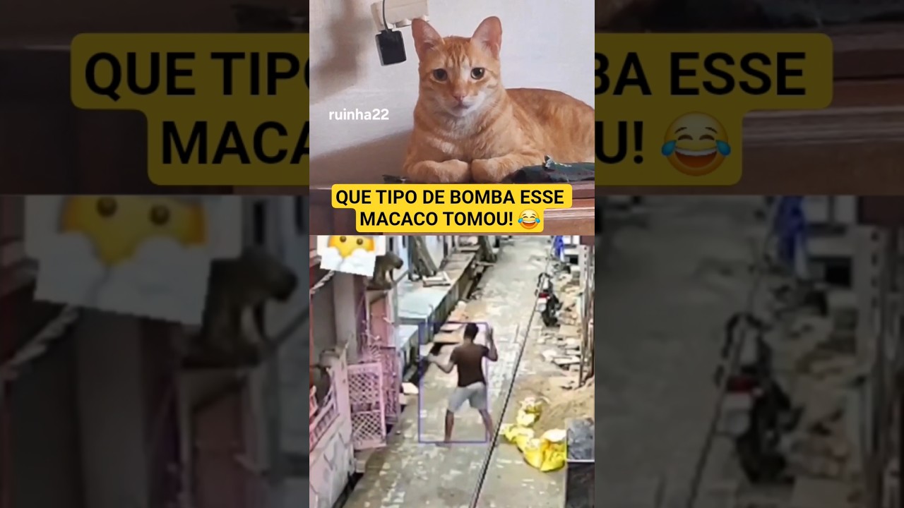 Rivalidade 💣💥 #memes #humor #shorts #videos #luta #gatos #engra&ccedil;ados #risos #viral #youtube