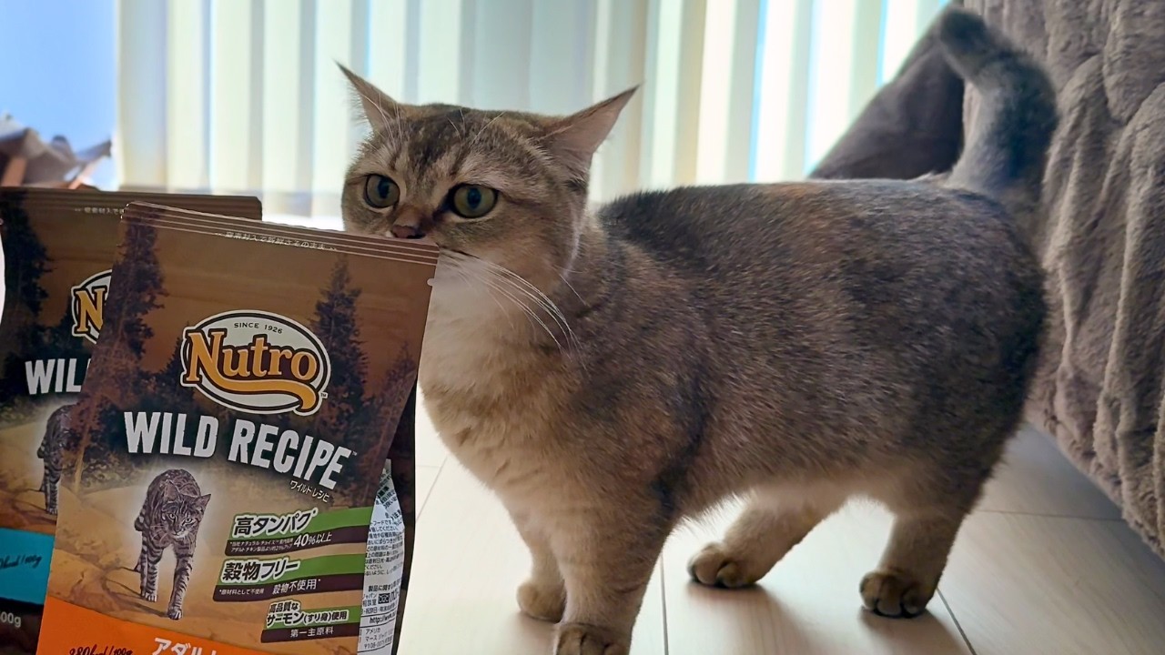 たくさんのご飯に囲まれて大興奮の短足マンチカン🐈嬉しすぎてクンクンが止まらない！！