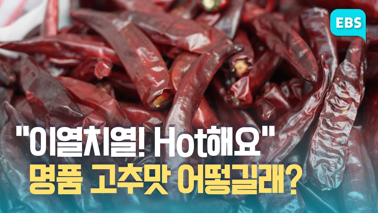 “고추 가격 내렸어요!” 2024 괴산고추축제 8월 29일 개막 / EBS고향사랑뉴스