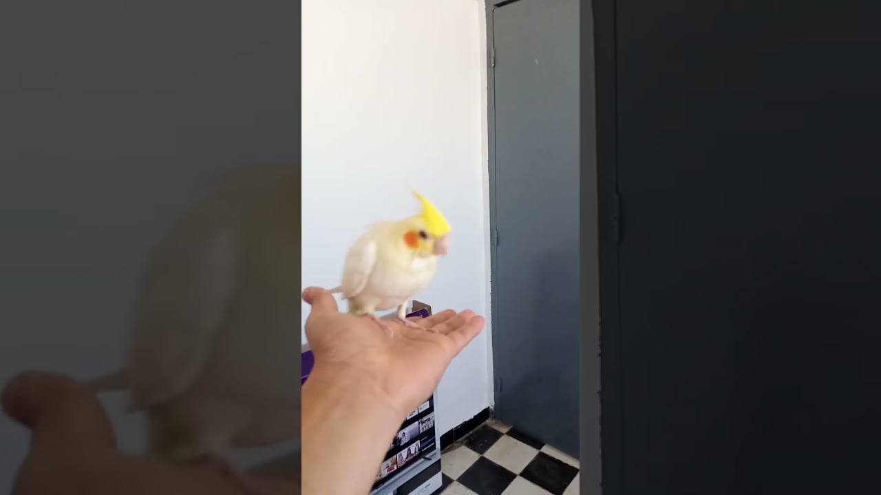 taming cockatiel to fly #cockatiel #calopsita #cute #parrot #bird #pet #petlover #birdlovers #pets