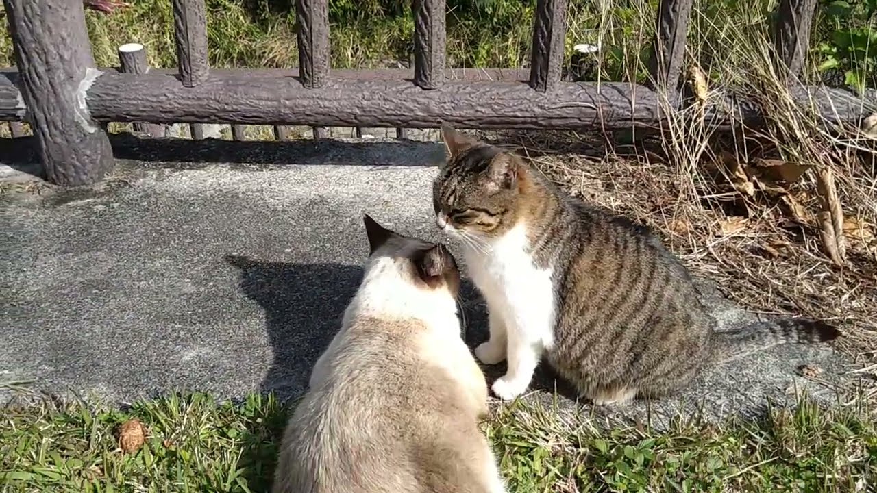 仲睦まじいタヌキ猫