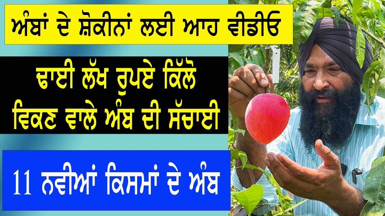 2.5 ਲੱਖ ਰੁਪਏ ਕਿਲੋ ਵਿੱਕਣ ਵਾਲਾ miyazaki mango ਦੀ ਅਸਲ ਸੱਚ || ਅੰਬਾਂ ਦੀ ਨਰਸਰੀ ਦੀ  ਫੈਕਟਰੀ ਵਿੱਚ ਕਲਕੱਤੇ