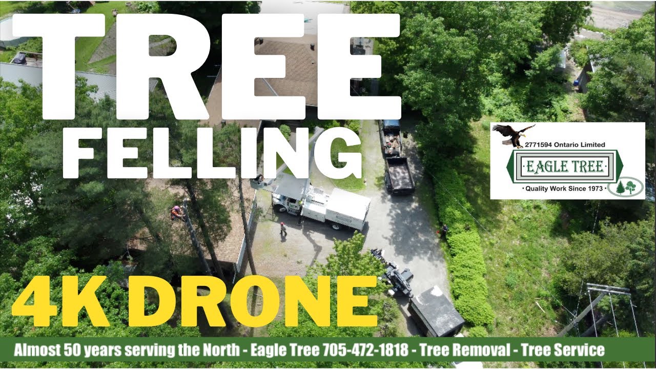 Eagle Tree - Tree Felling in North Bay - 4k Drone Footage