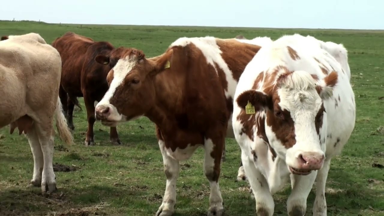 Hallig Hooge 4 1