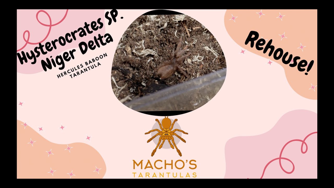 Hysterocrates SP. Niger Delta Tarantula Rehouse | The Calmest Old World You Will Ever See |