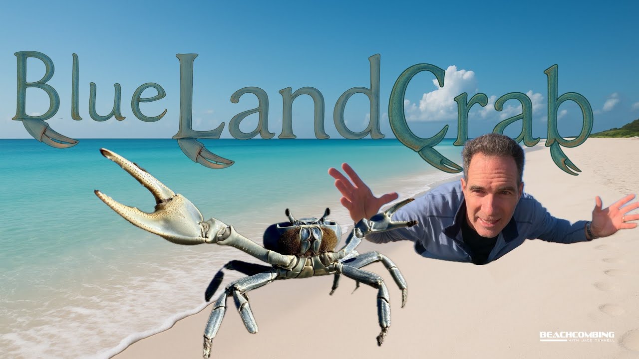 Beachcombing - Blue Land Crab