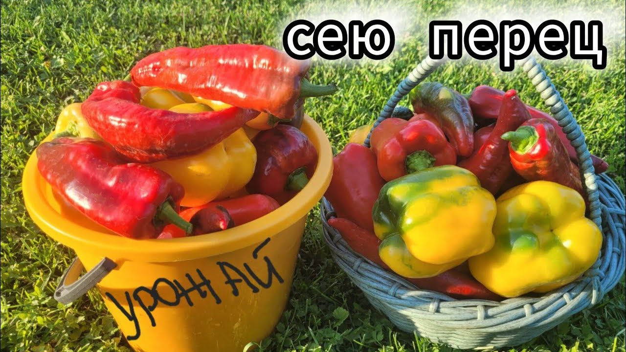 Начало огородного сезона. Посев перцев и баклажан. #семена #перцы #деревня #village #обзор #баклажан