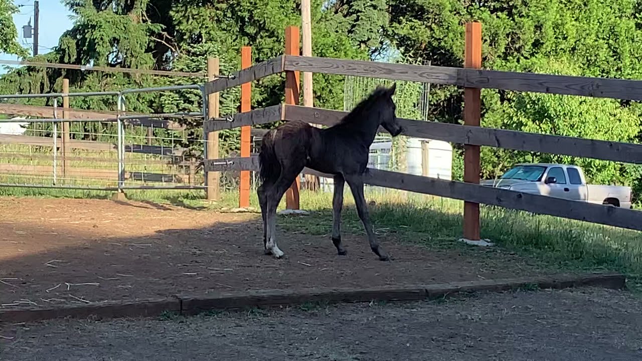 AR Raven - Spanish Mustang filly