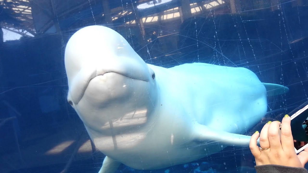 Mystic Aquarium Beluga Whales - Juno