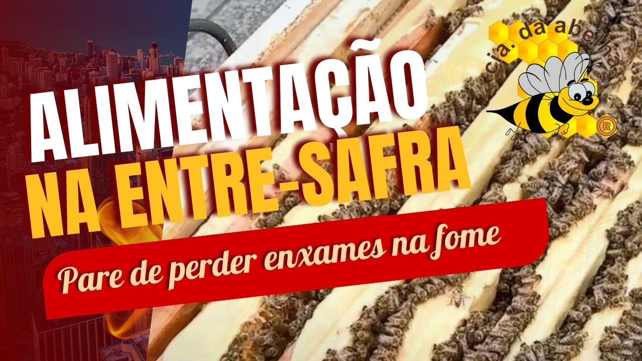 🍯COMO ALIMENTAR SUAS ABELHAS DO JEITO CERTO: Alimentadores, Receita, Aplicação do Bife na Colmeia.