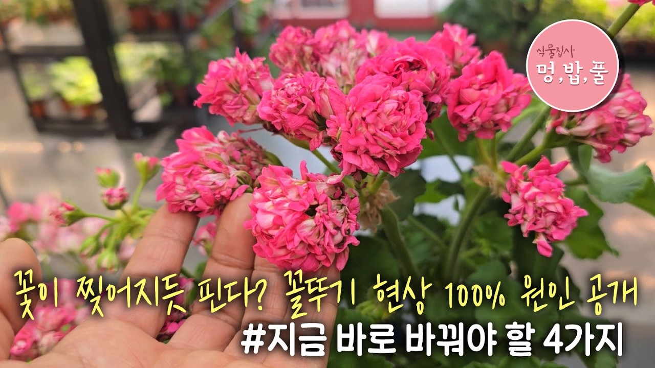 제라늄,꽃이 꼴뚜기처럼 피는 이유 Why Do Geranium Flowers Turn Into ‘Squid Blooms’?#제라늄토끼풀처럼  #geranium pelargonium
