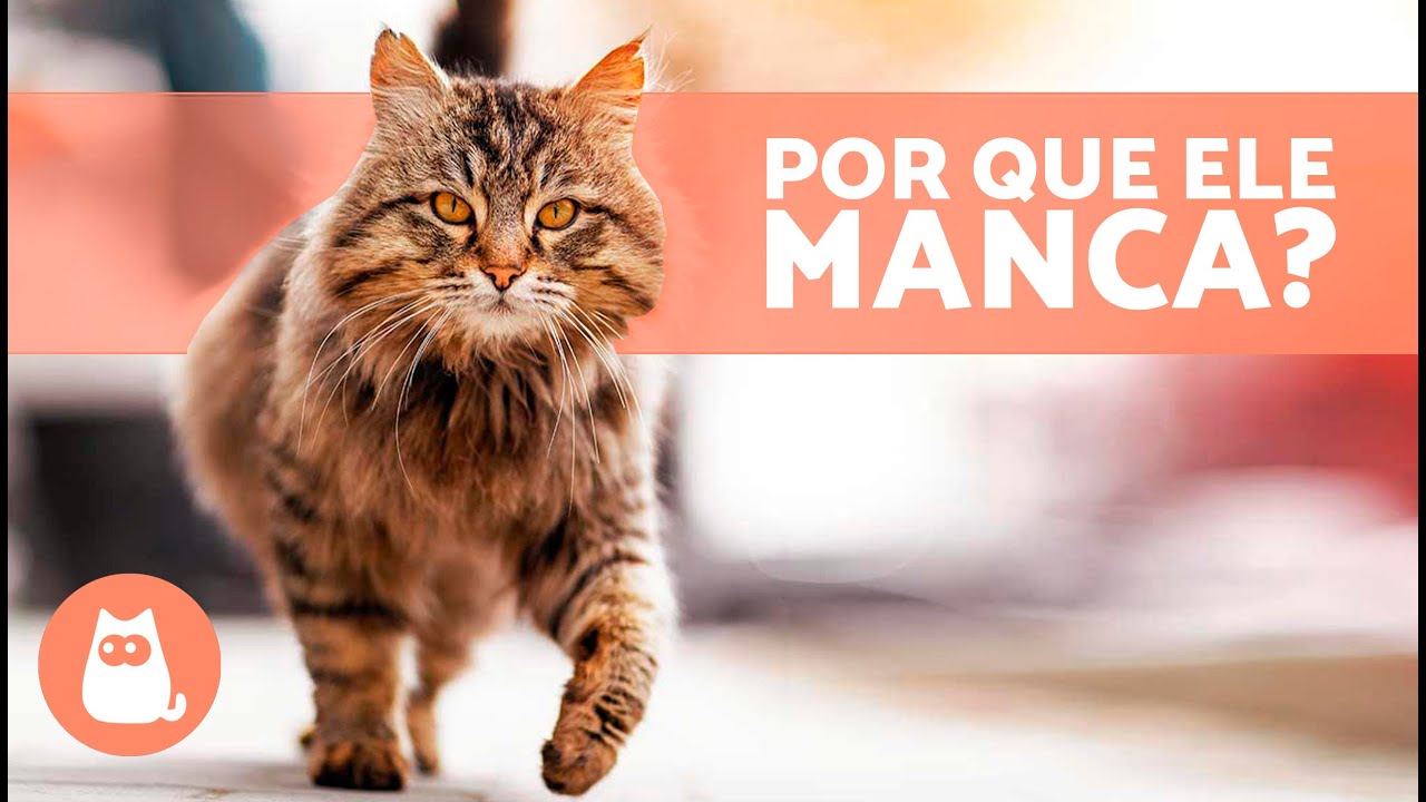 O que fazer se meu GATO mancar de uma perna? 🐱🐾 (5 possíveis causas)