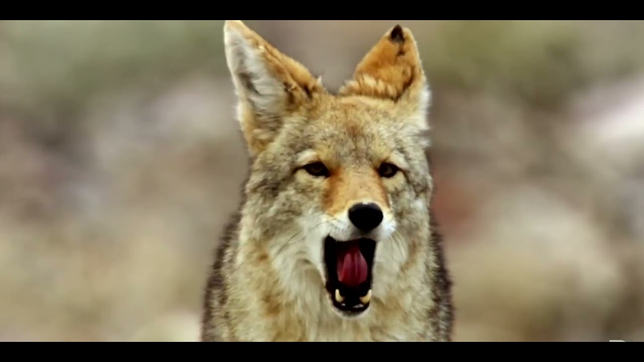 KILLING COYOTES &ndash; THE OZONE FACTOR WEB SERIES