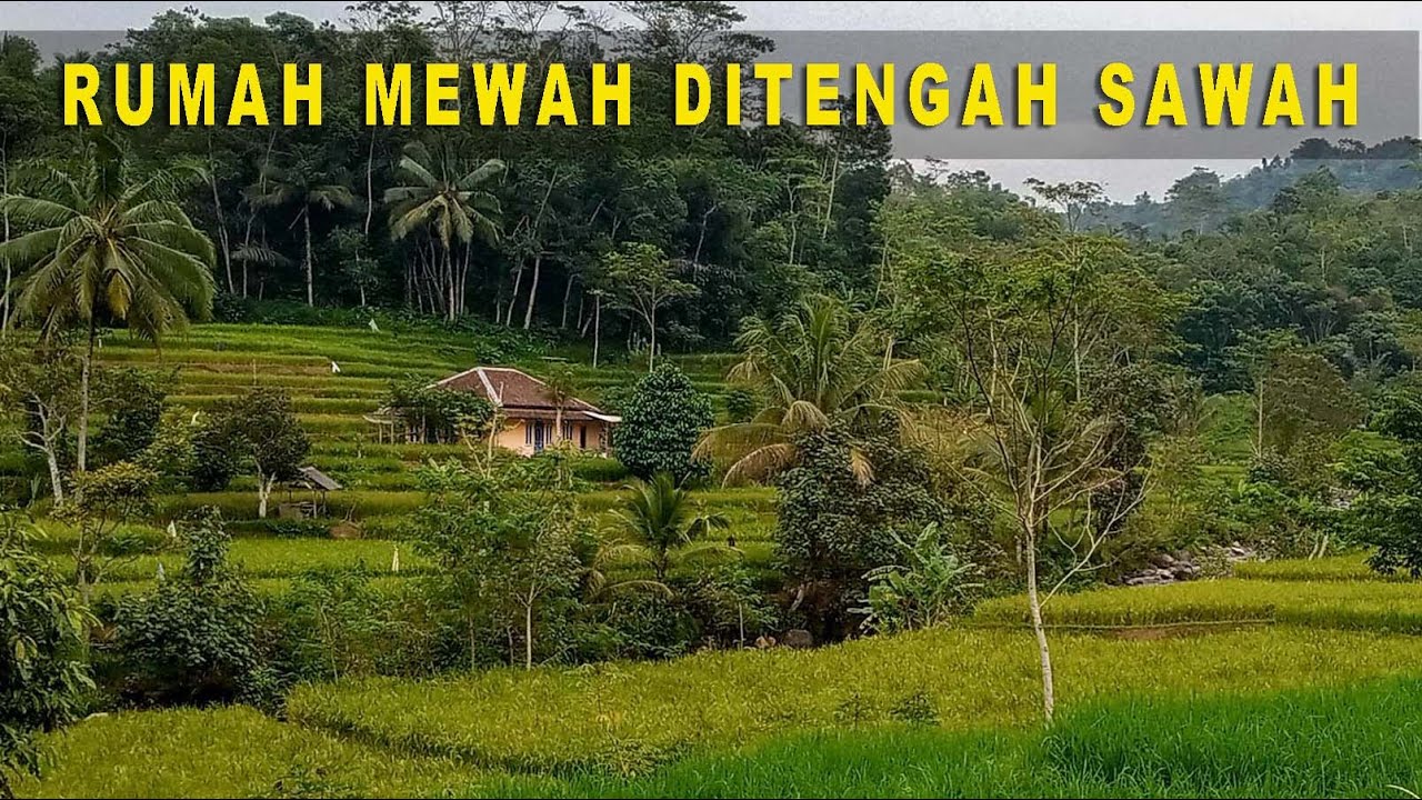 Suasana Rumah Modern Satu-satunya di Tengah-tengah Pesawahan, Cianjur Selatan, Jawa Barat.