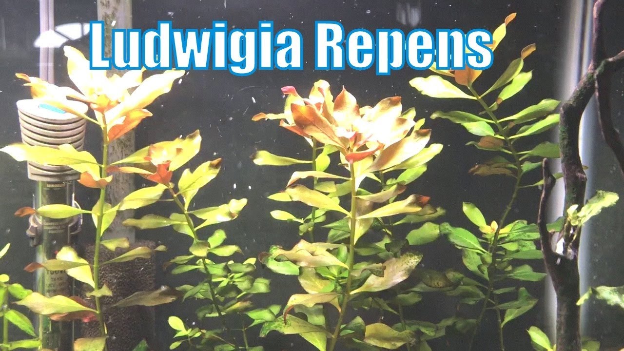 Ludwigia Repens - Beginner Plant
