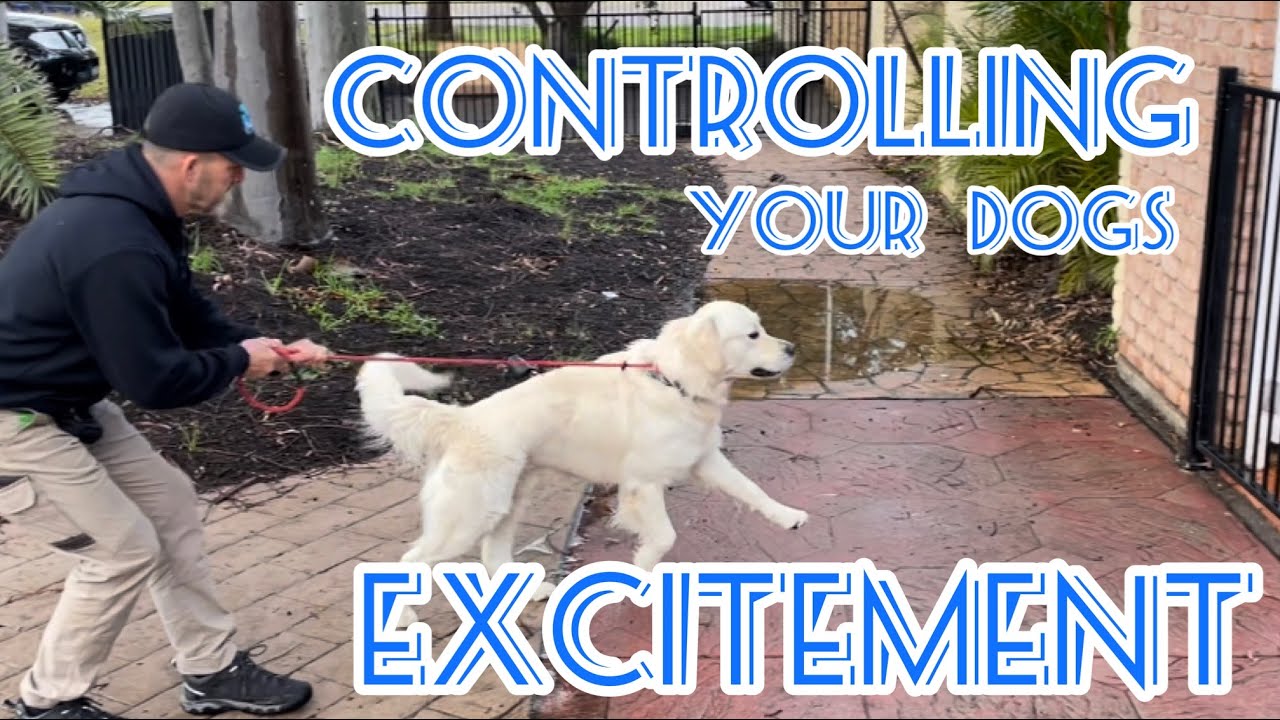 Controlling your dogs excitement #dogtraining #dog #dogs