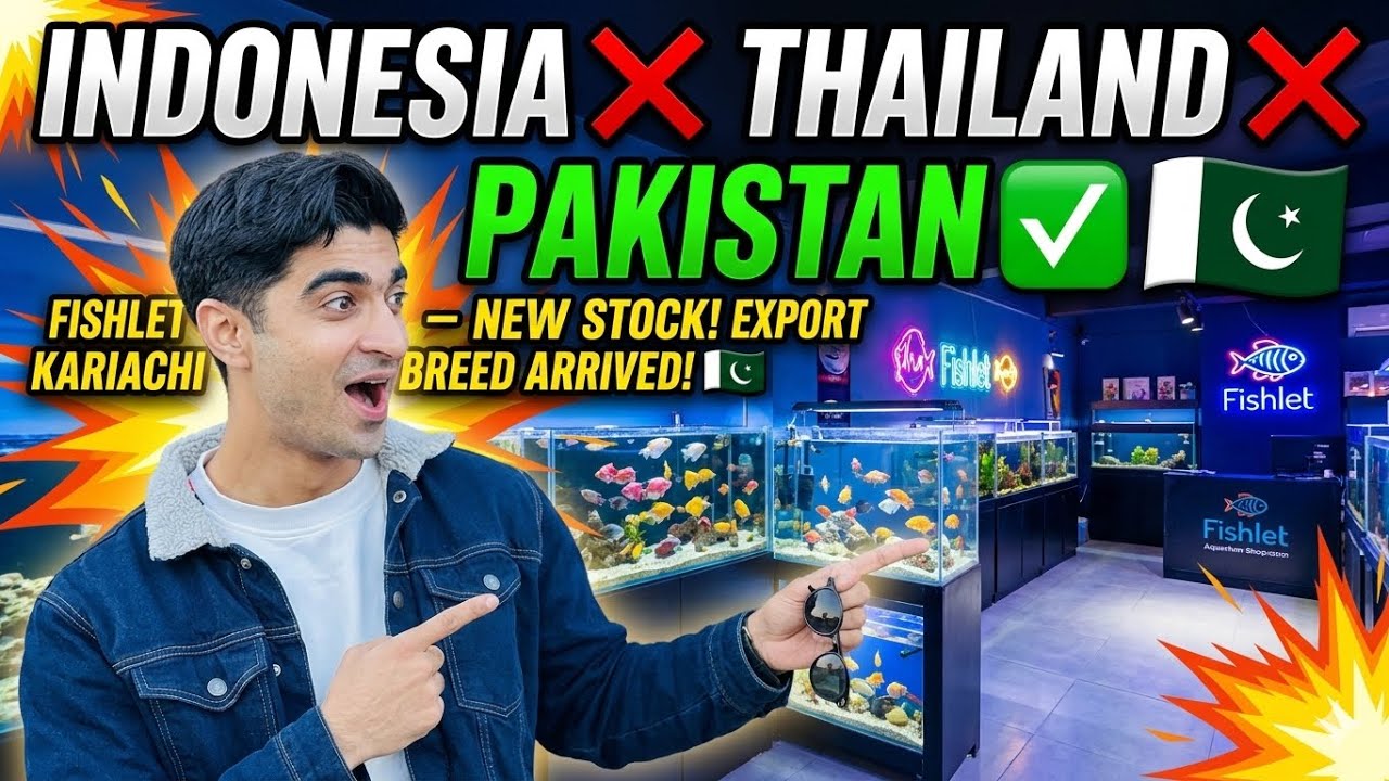 Fishlet Karachi: New Export Quality Stock 2026!✅🐠✨