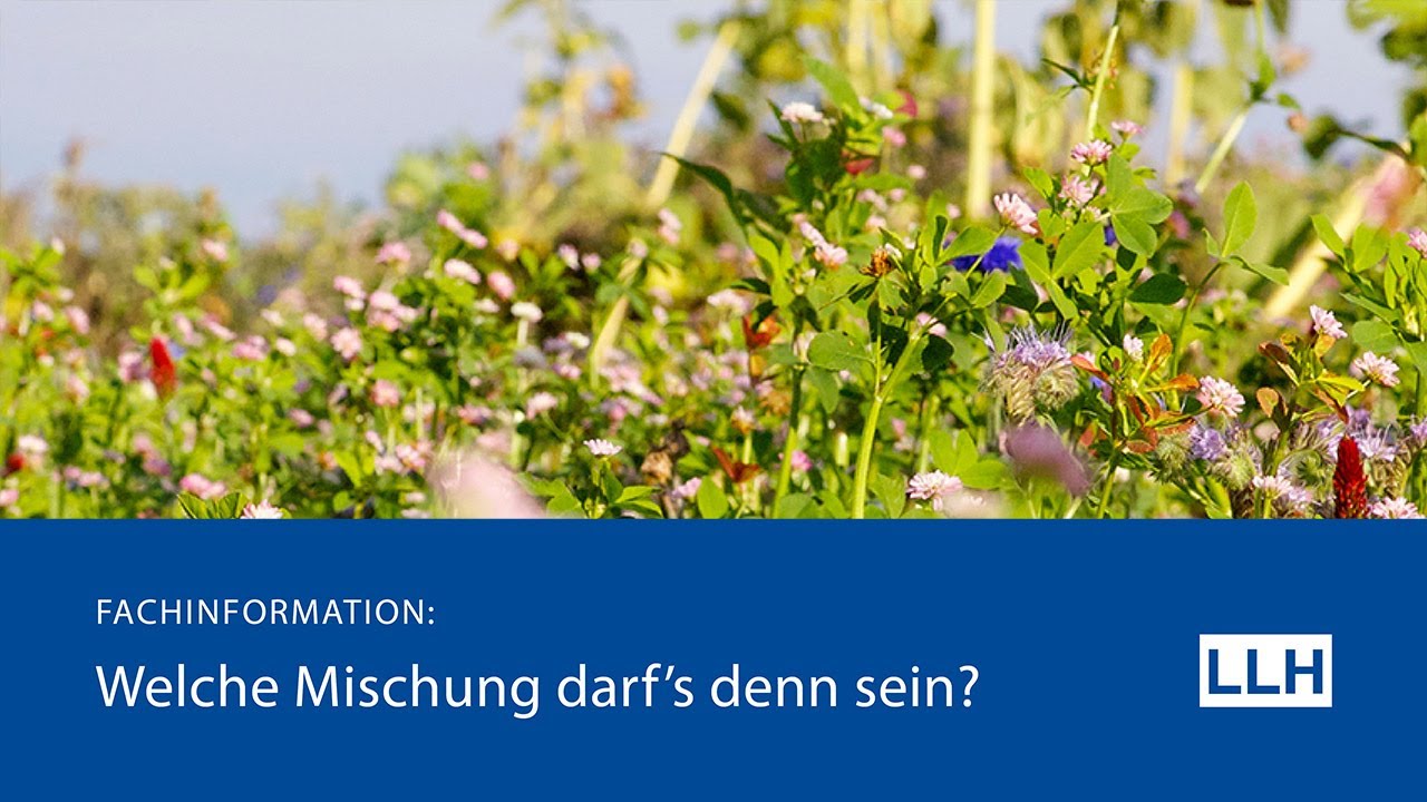 Bl&uuml;hmischungen - Worauf ist zu achten?