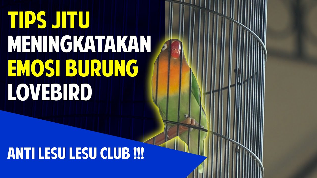 CARA MENAIKAN EMOSI LOVEBIRD ‼️ BIAR TAMBAH GACOR OMKU🔥