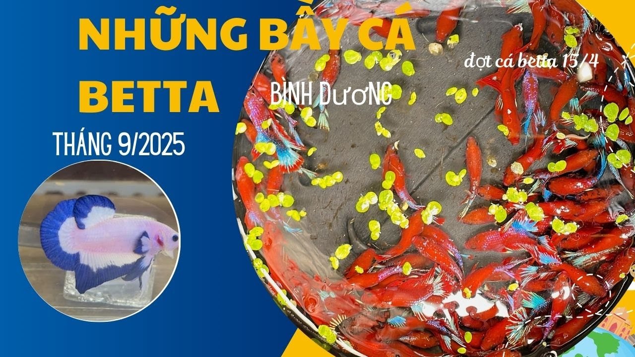 Trại cá Betta Bình Dương lên lô cá tháng 9 ✩ 0932548988 Shop Betta Bình Dương