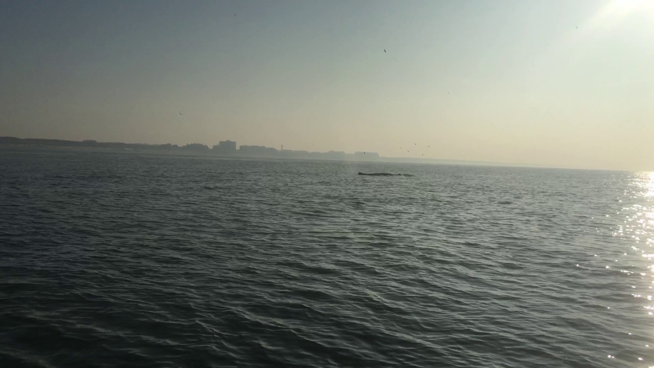 Bultrug Egmond 2017  humpback whale netherlands
