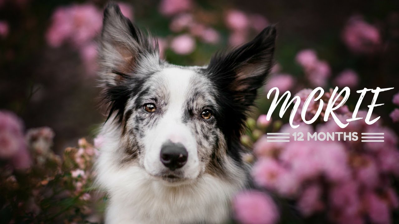 Morie | border collie | 12 months