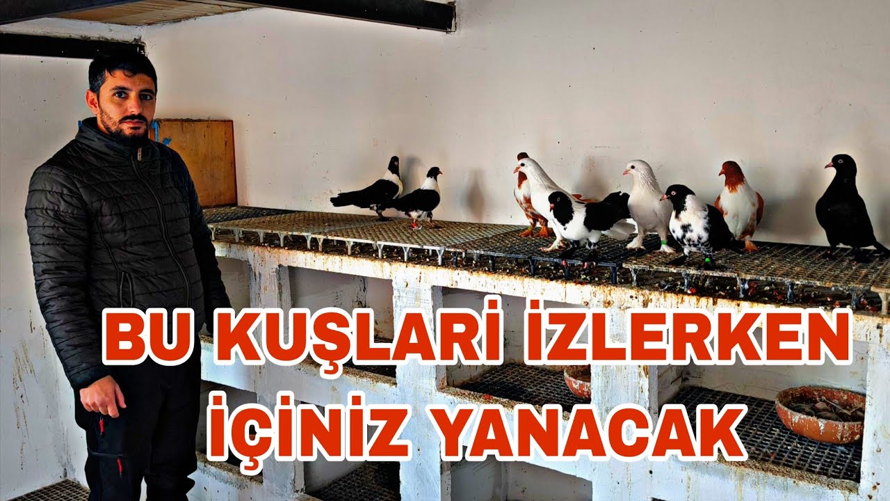 BU KUŞLARİ İZLERKEN İÇİNİZ YANACAK KUŞ DEĞİL SANKİ BİBLO
