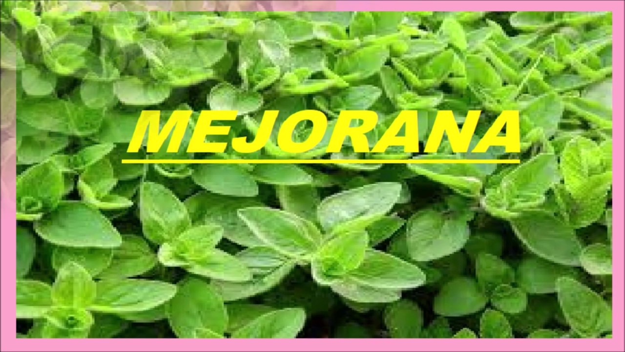 mejorana beneficios de la mejorana