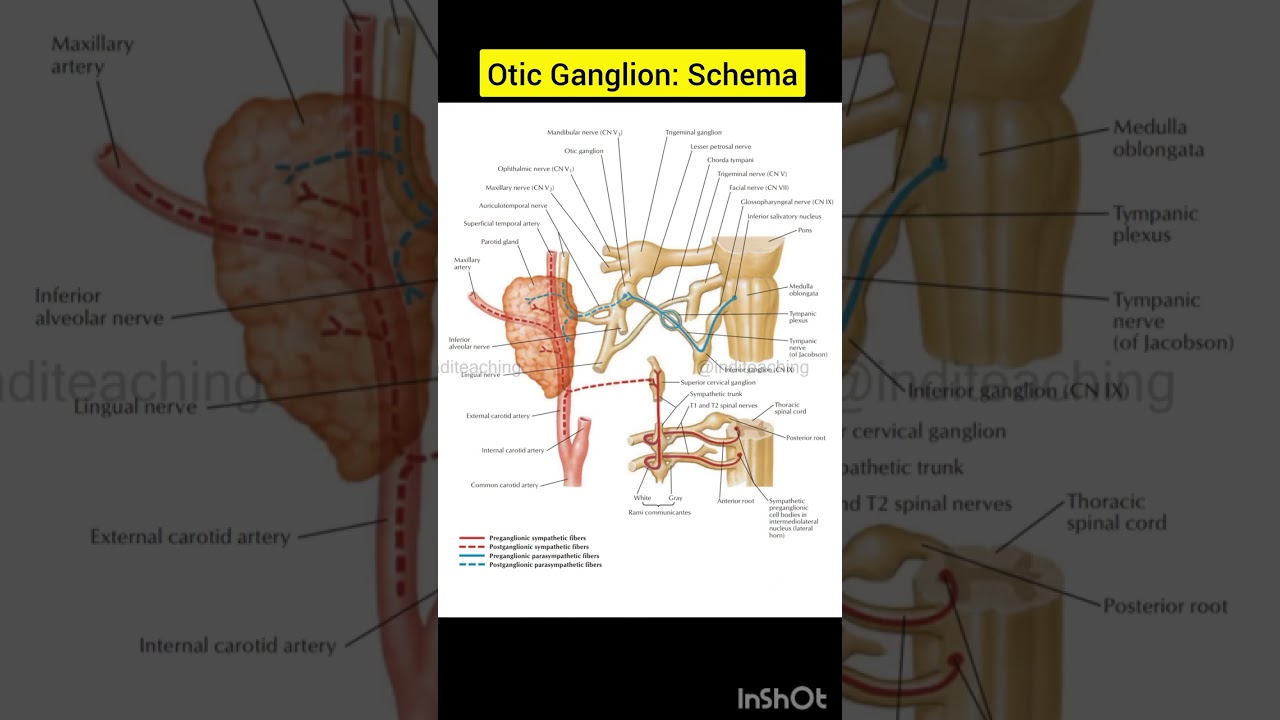 Otic Ganglion: Schema | | Cranial and Cervical Nerves | human anatomy | biology diagram |