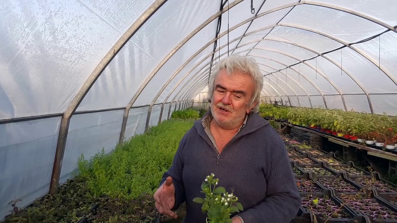 Lippia dulcis e Stevia rebaudiana: come coltivarle