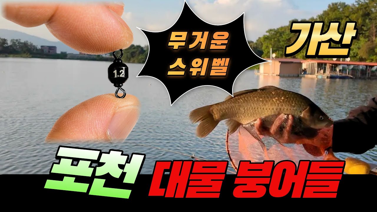 무거운 스위벨과 보리를 이용한 대물 붕어 낚시-경기 포천 가산낚시터(2025.09.29) #즐낚tv