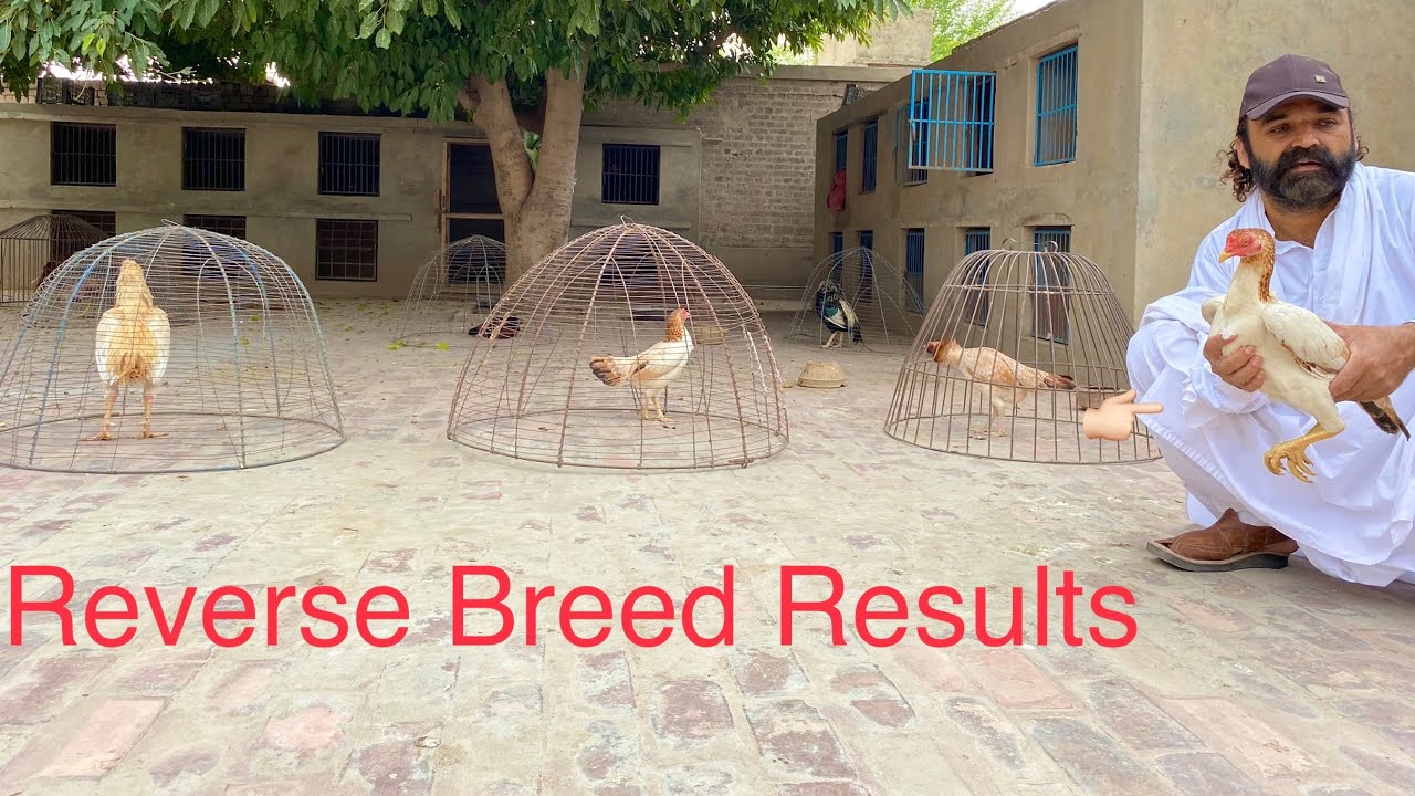 Best Result Of Reverse Breeding