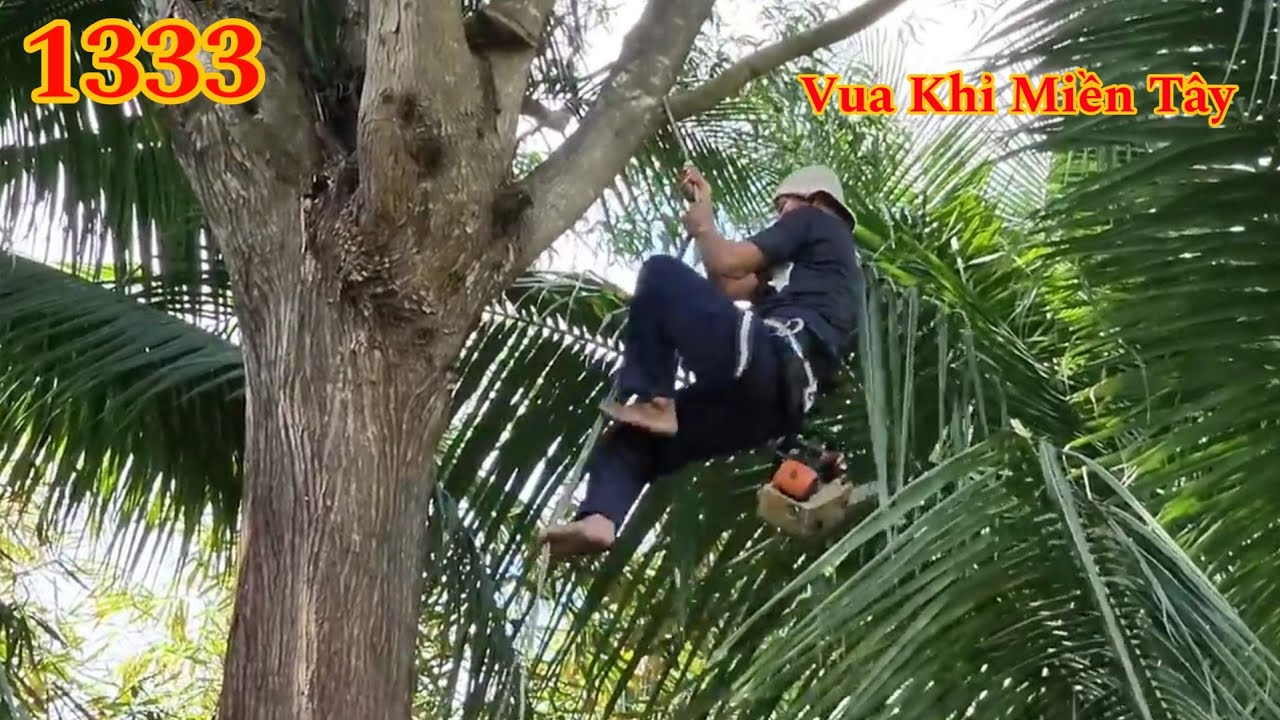 Full : Vua Khỉ Miền Tây cưa hạ cây Tràm Bông Vàng Cutting tree