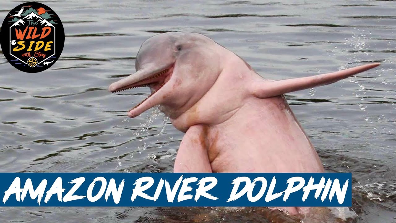 Amazon River Dolphin Facts! Plus Field Conservation In Action!