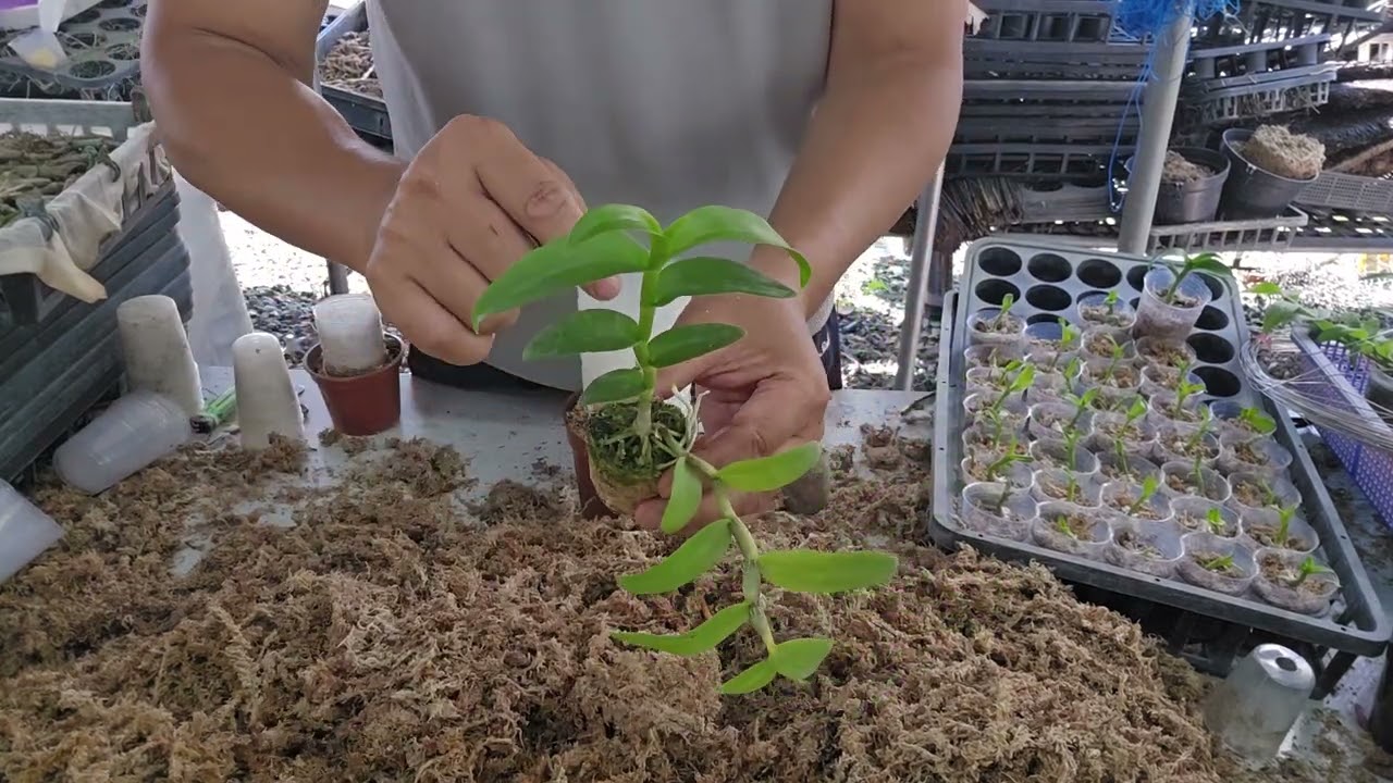 今天種花，不賞花