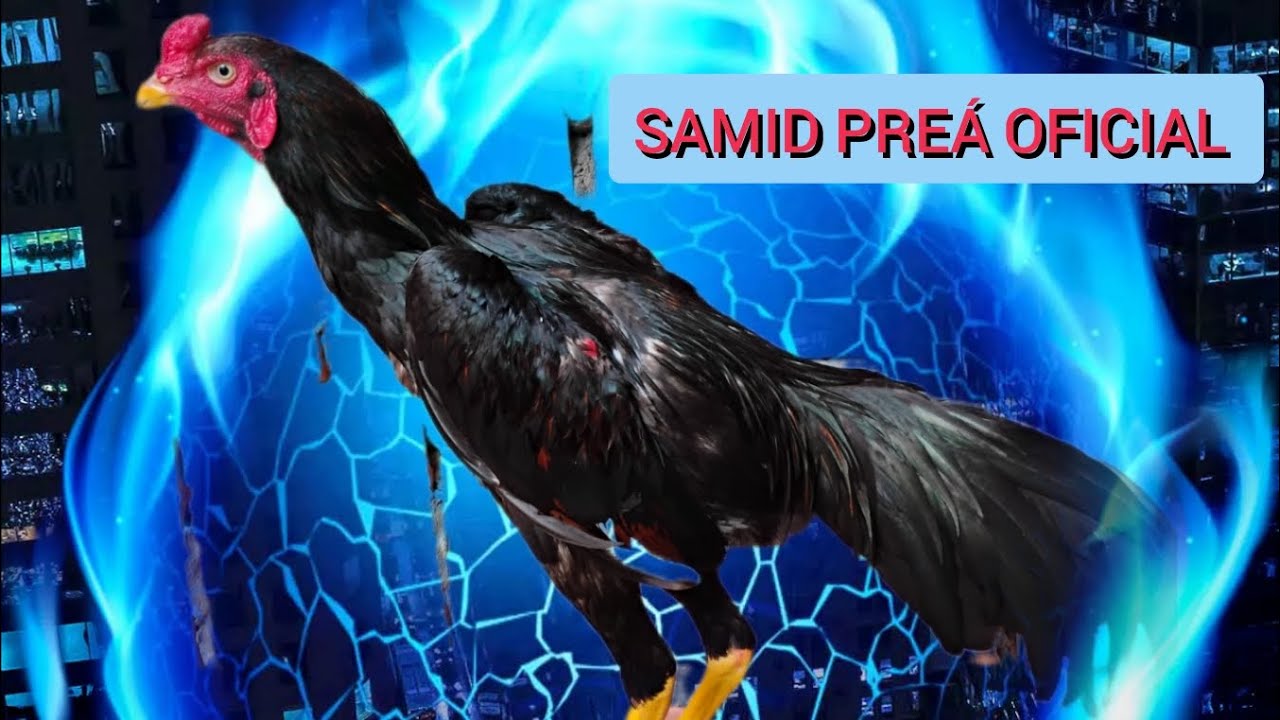 SAMID PREÁ OFICIAL.. alimentando minhas aves 