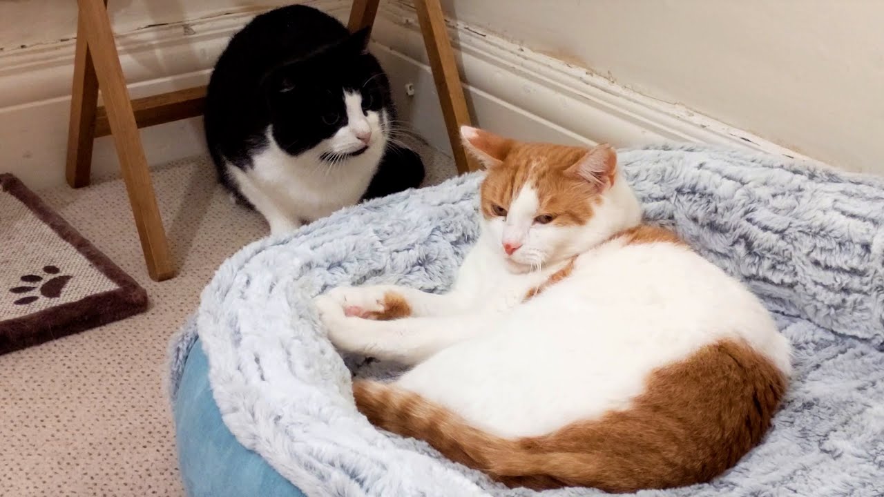 Sneak Cat Attack