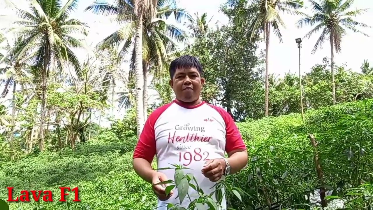 Siling Lava F1,Matibay sa Sakit,Laban sa Ulan.