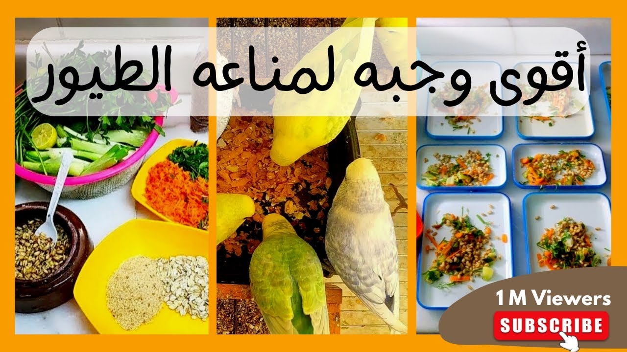 أطعمه ترفع مناعه طيور البادجي 💪