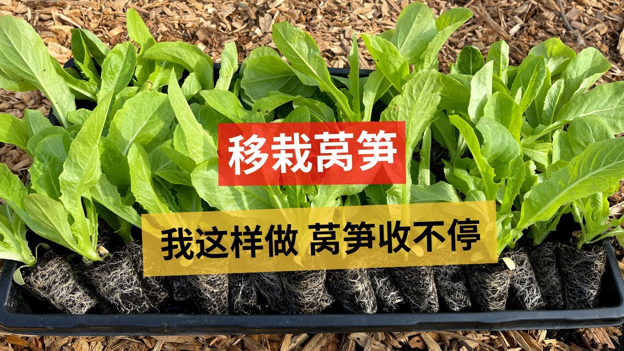 移栽莴笋，我这样做，莴笋收获不停，吃完越冬莴笋就到它了［第一视角种菜］