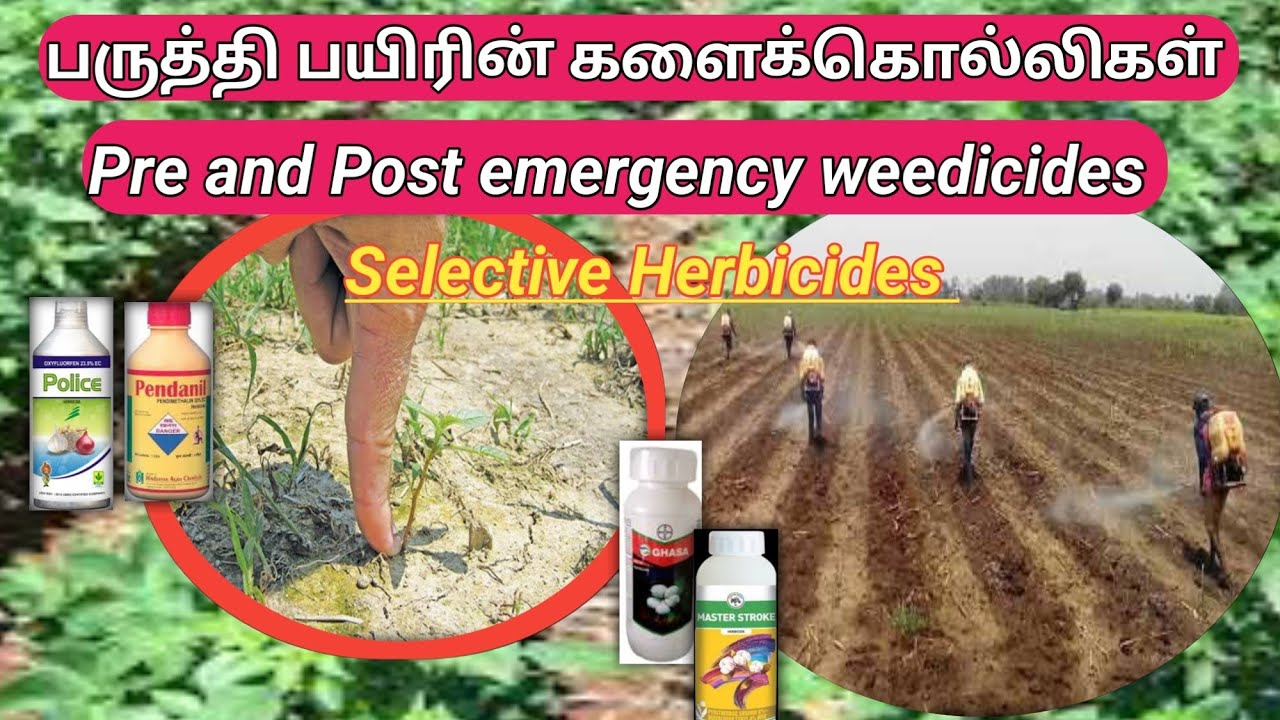 பருத்தி பயிருக்கு சரியான களைக்கொல்லிகள் | cotton weedicides | vivasaya pokkisham