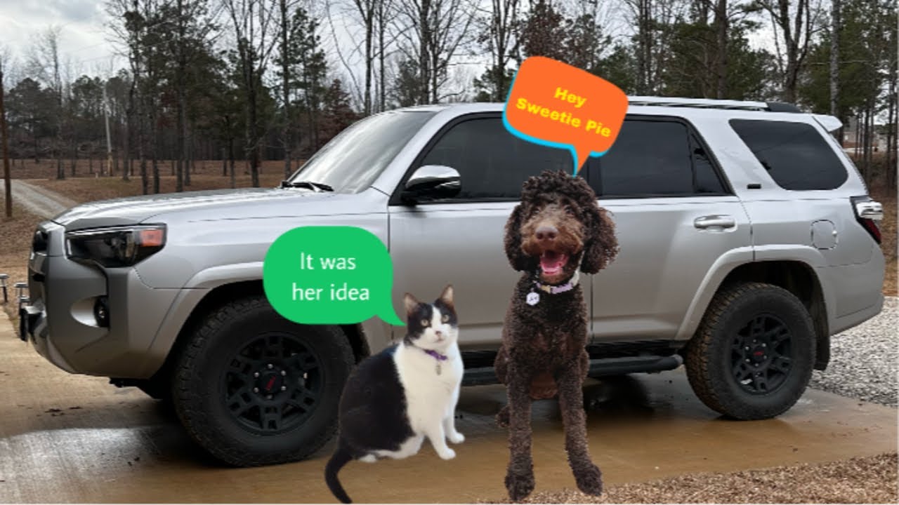 How does a cat steal a car????