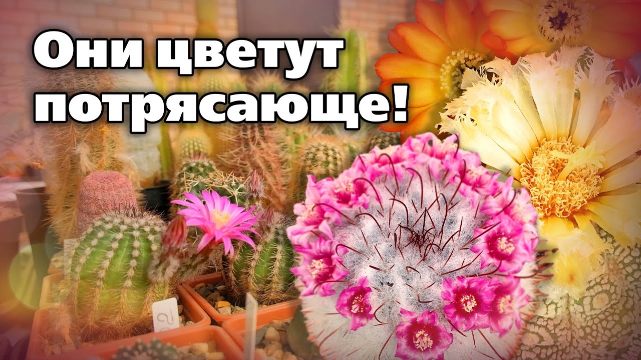 Коллекционные сорта и виды кактусов  Советы по выращиванию