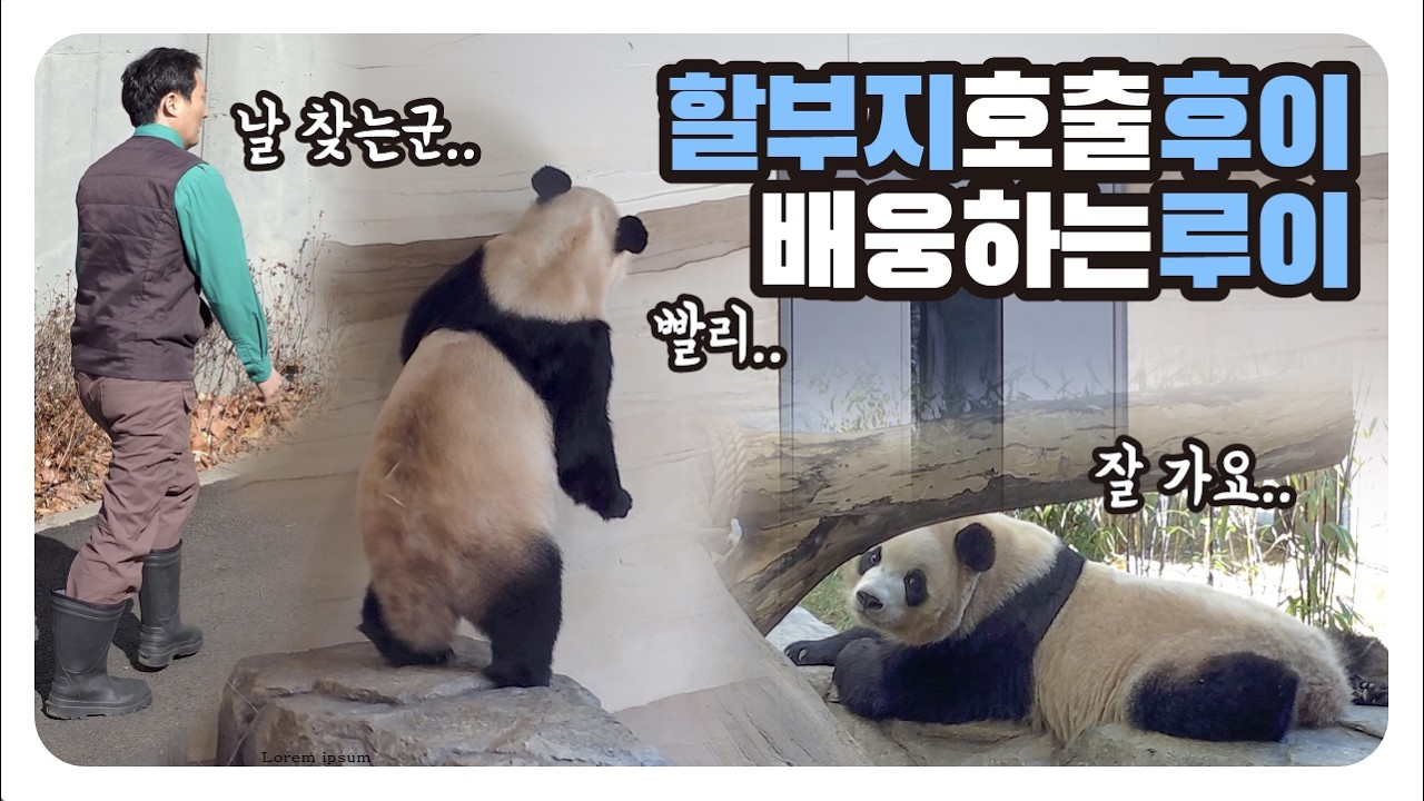 할부지 소환법을 아는 후이😎아련한 루이의 인사