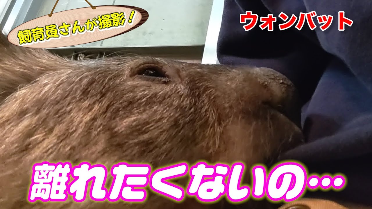 超甘えん坊なウォンバット（Wombat）
