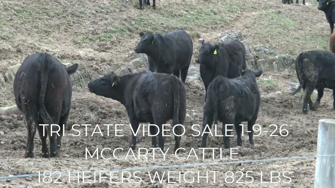 TRI STATE VIDEO SALE 1-9-26 AT 1PM