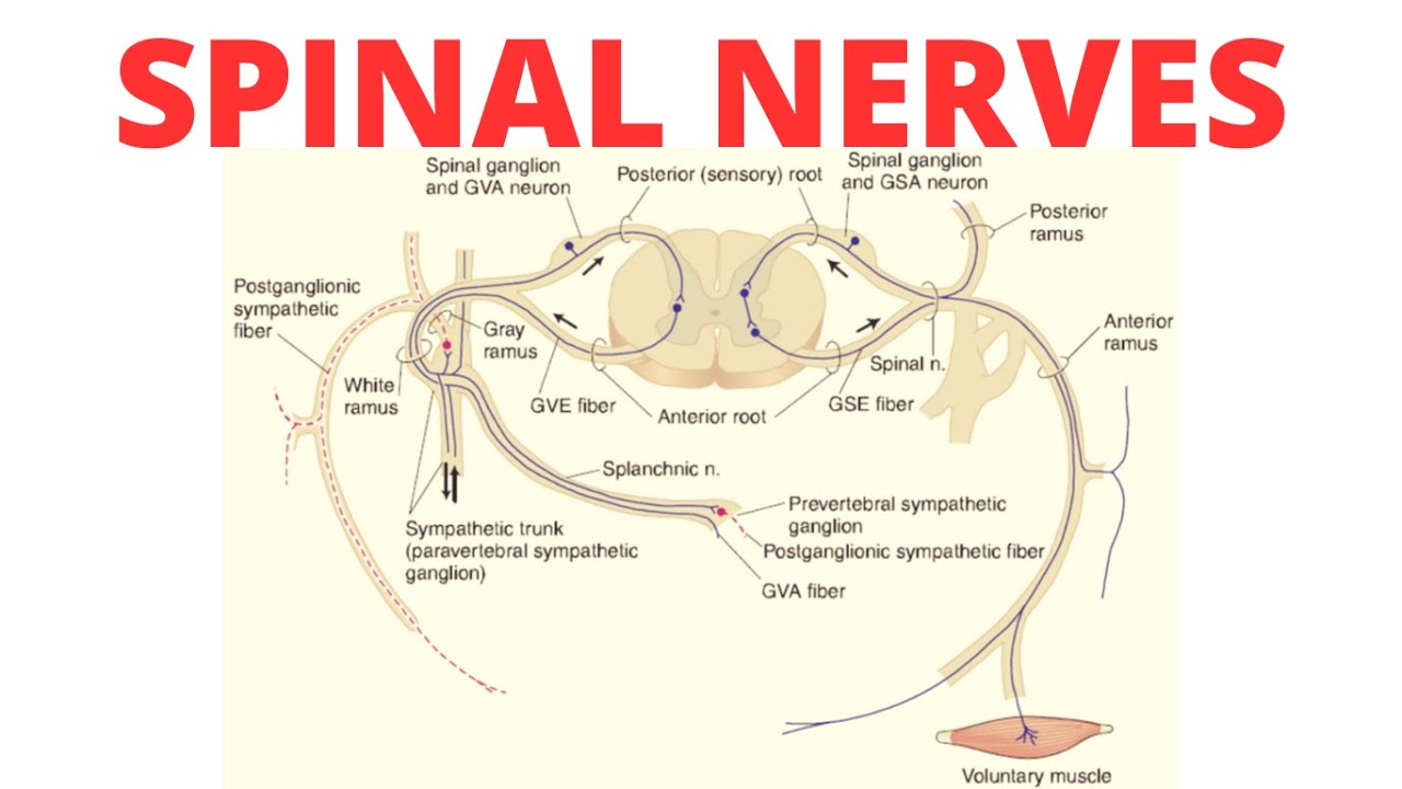 Spinal Nerves | Complete Anatomy of Spinal Nerves