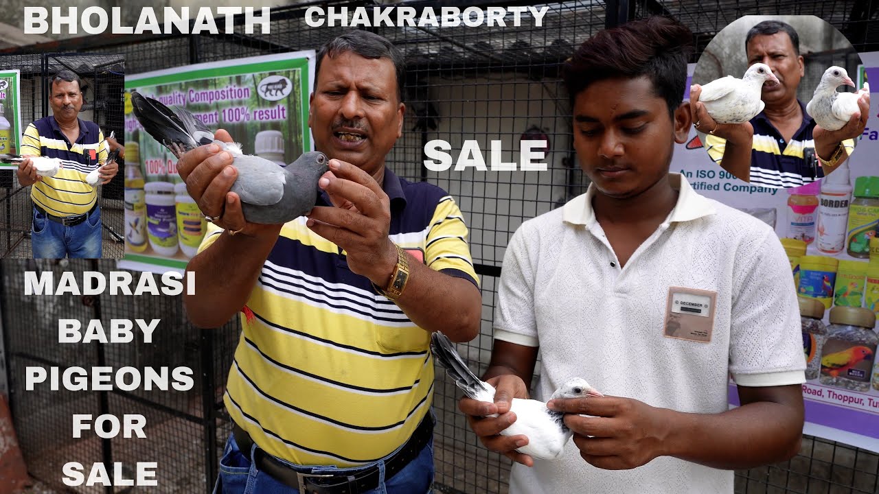 Madrasi Baby pigeons Sale by Bholanath Chakraborty ( 2024 ) - 9123943500
