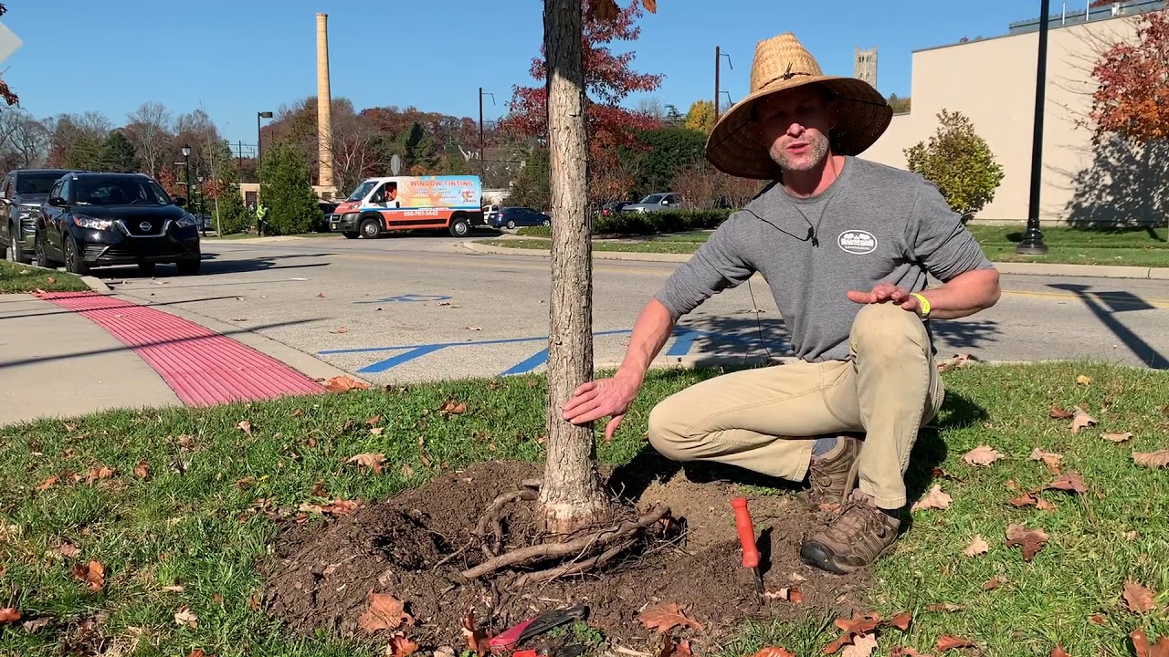 Gardener's Almanac: Nov. 16 - Root Pruning