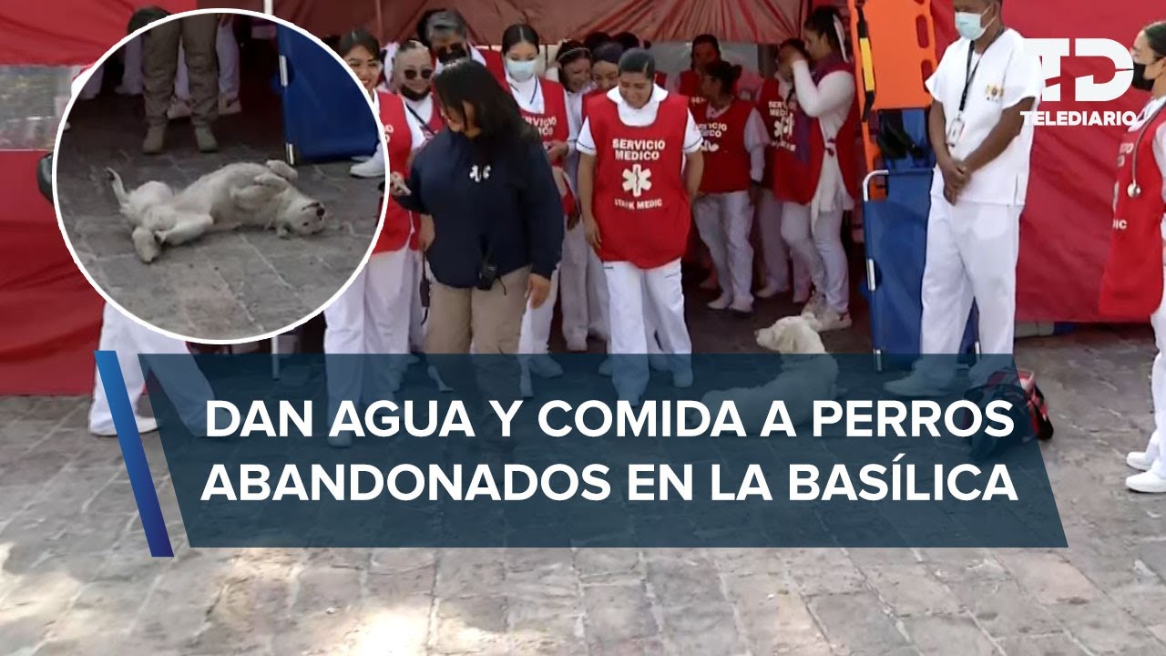Veterinarios brindan atención a perritos abandonados en la Basílica de Guadalupe